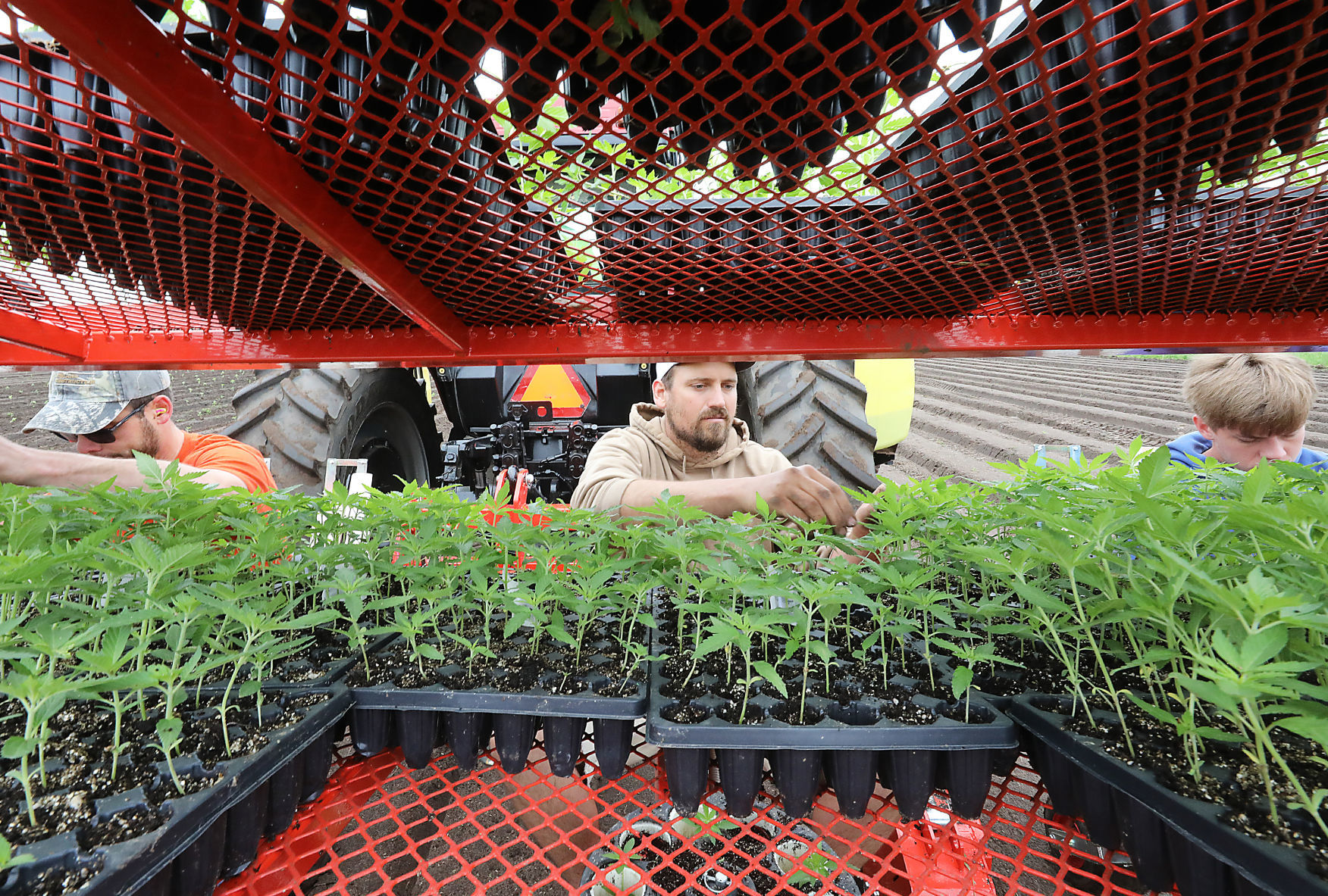 A hemp revival
